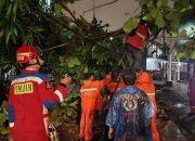 2 Pohon Tumbang di Jakarta Timur, Timpa Mobil Satpol PP dan Tutup Jalan